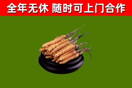 巴彦县回收散虫草