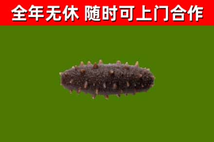 巴彦县回收海参干